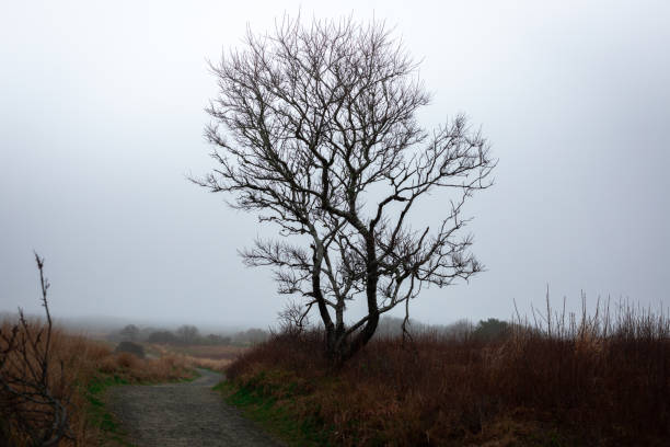 arbre nu le long d'une route de campagne - bare tree tree single object loneliness photos et images de collection