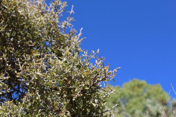 istock GREYTHORN - JOSHUA TREE NP - 101819 B 1187641695