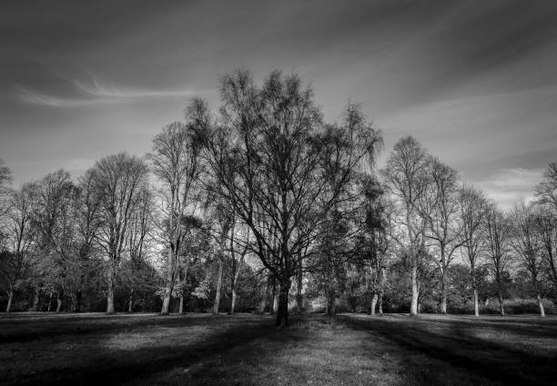 istock Marbury Country Park 1187642180