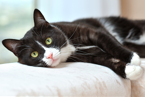 Portrait of a beautiful black and white cat resting on a sofa in a bright room.
