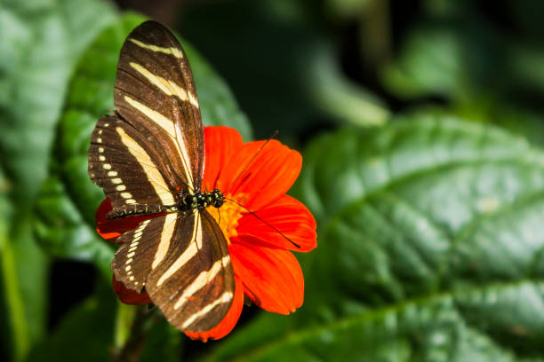 istock Medellin Botanical Garden 1187643688