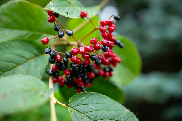 bagas vermelho-preto wayfaring árvore - viburnum lantana - wayfaring - fotografias e filmes do acervo