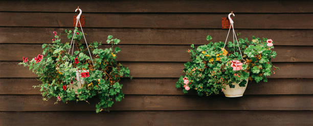 istock pelargonium geranium two pots on a dark wooden background 1187645068