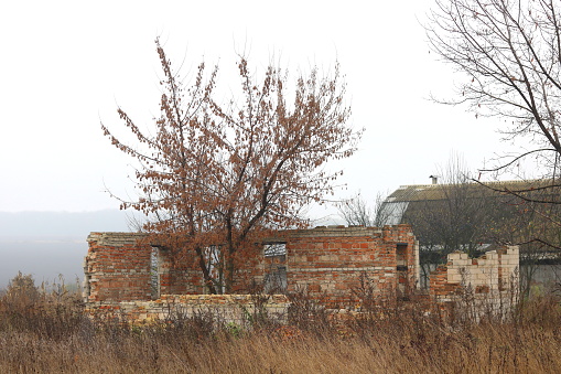Lonely tree on ruins of old ruined brick house