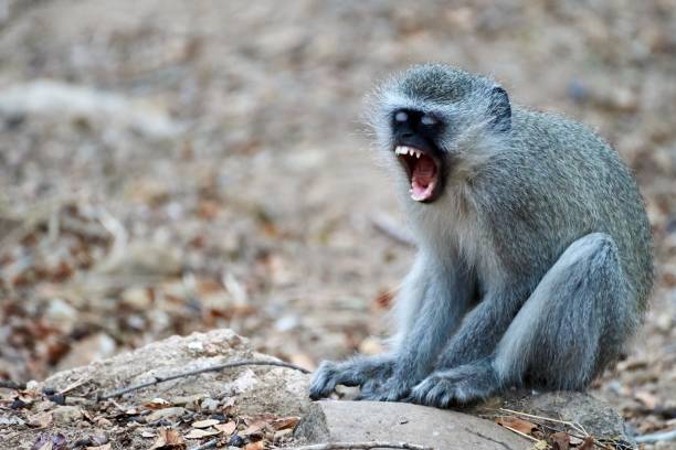 istock Yawning monkey in the South Africa 1187646208