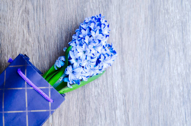 Blue Dutch garden hyacinth flower for gift.Hyacinthus Orientalis from above.High angle view.Copy space