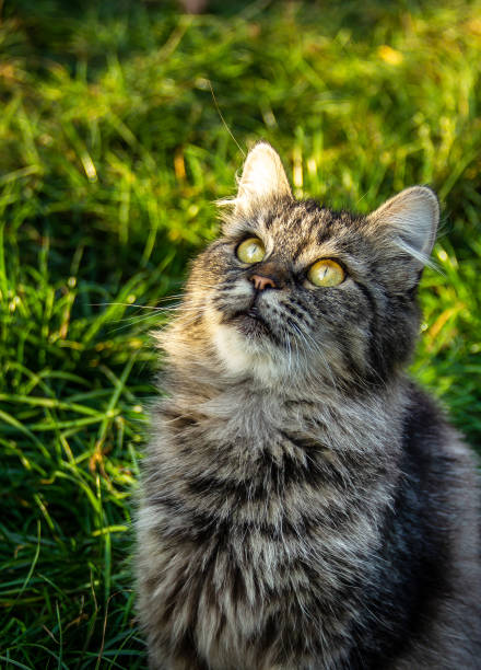 istock Cat looks up. Cute cat on green grass. 1187647231