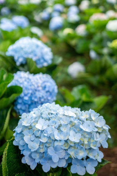 istock Purple blue Hydrangea flower (Hydrangea macrophylla) blooming in a garden. 1187647486