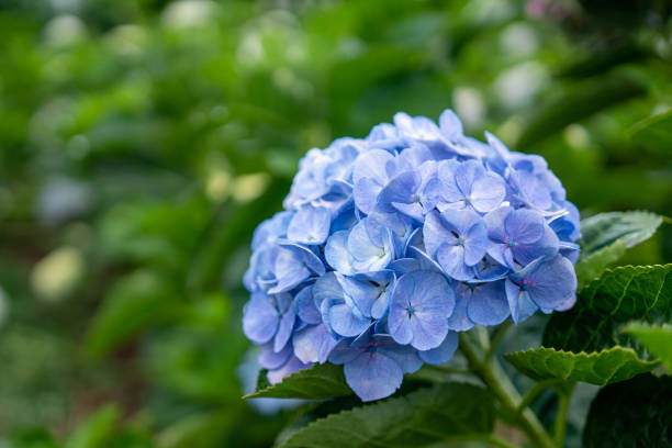 istock Purple blue Hydrangea flower (Hydrangea macrophylla) blooming in a garden. 1187647487