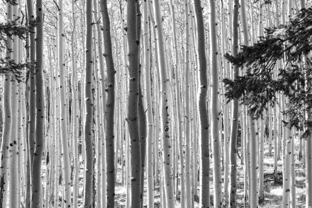 istock Black and white landscape of trees 1187648470