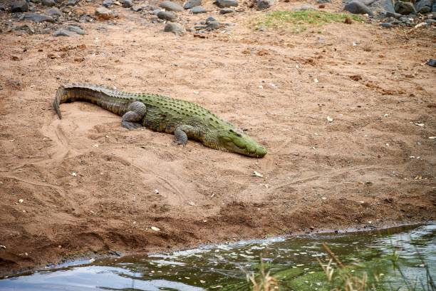 istock Nile Crocodile in South Africa 1187648687