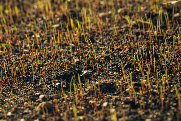 Fresh green spring grass with dew drops closeup with sun on natural defocused light nature bokeh background, Lawn grass sprouting, sowing crops and grains