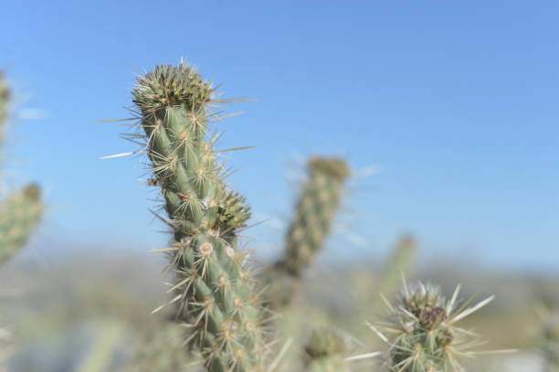 istock closeup of classic cactus against clear blue sky 1187649353