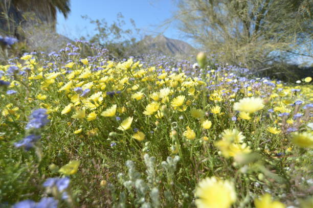 istock Blooming Desert Flower Super Bloom 1187649364
