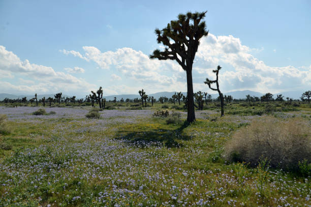 istock Blooming Desert Flower Super Bloom 1187649406