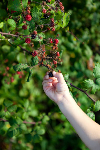 istock Small hand picking ripe blackberries 1187649673