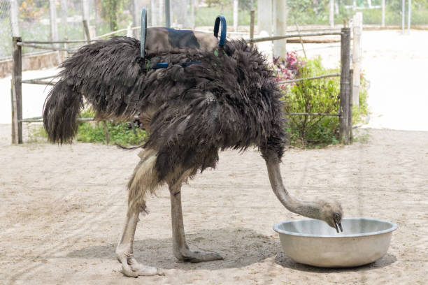 istock Ostrich bowed his head to the bowl 1187650371