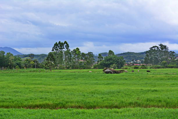 istock Landscape in Santa Cataria 1187650574