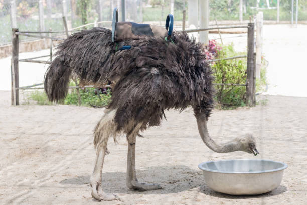 istock Ostrich tilted his head and holds grass in his mouth 1187650635