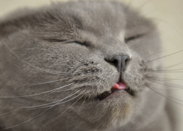 istock A grey cat shows a tongue 1187650777