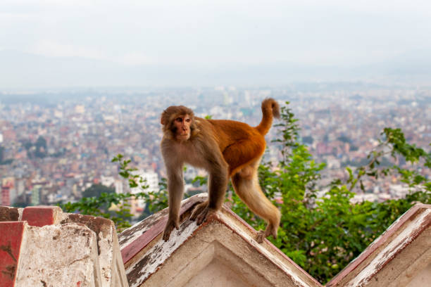 istock Monkey at the Swayambhunath temple or monkey temple in Kathmandu, Nepal 1187651009