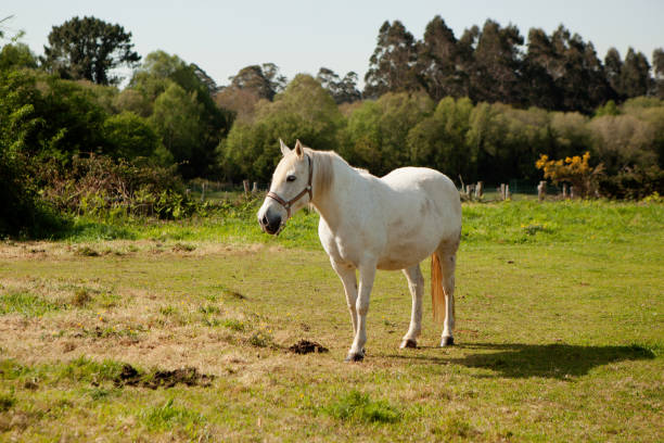 istock White horse in the meadow 1187651715