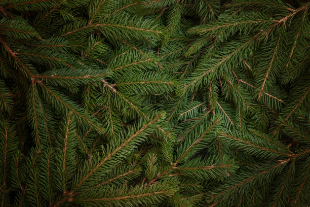 istock Christmas tree fir branches background. Low light scene. Top view, flat lay. 1187651900