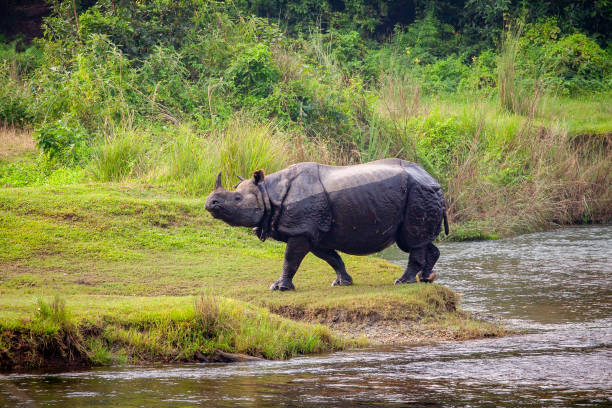 A wild Rhinoceros in Chitwan national park, Nepal Spotting a wild rhinoceros on a walking safari in Chitwan national park. chitwan national park photos stock pictures, royalty-free photos & images