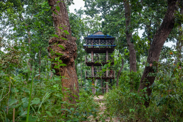 A watch tower next to Bis Hazari lake in the twenty thousands lake in Chitwan national park, Nepal a watch tower to spot wild animals chitwan national park photos stock pictures, royalty-free photos & images