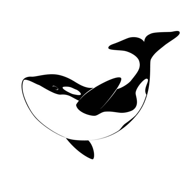 Ballena Orca Vectores Libres de Derechos - iStock