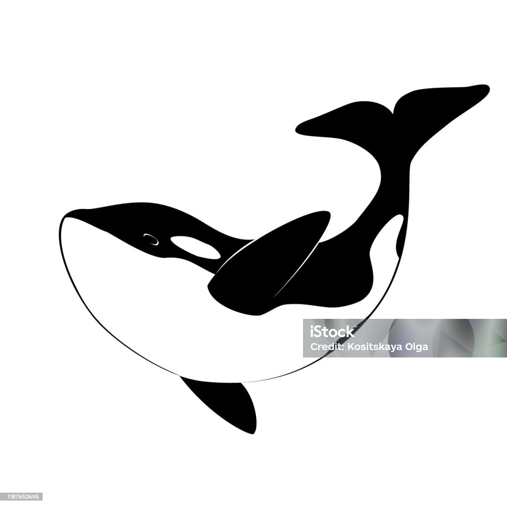 Hình Bóng Đen Biệt Lập Của Cá Voi Orca Trên Nền Trắng Cá Voi Sát ...