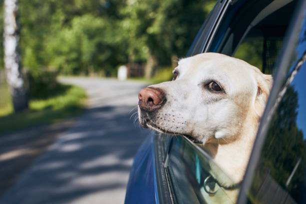 istock Dog travel by car 1187653296