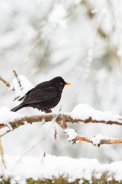 istock Blackbird on a branch with snow 1187654025