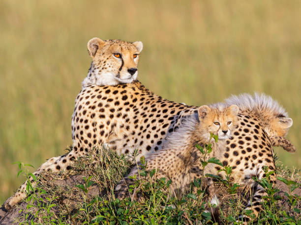 istock Cheetah with two cubs lying and looking at something 1187654063