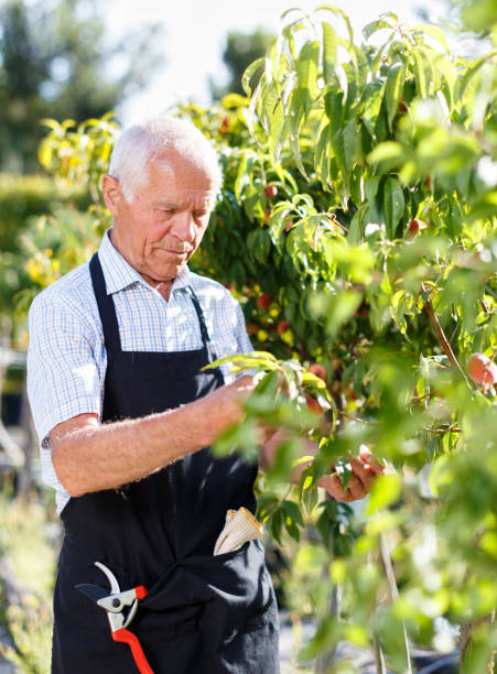 istock Senior man tending garden 1187654064