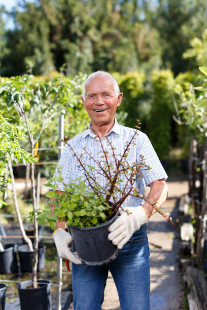 istock Senior man tending plants in garden 1187654103