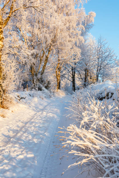 route de saleté dans un paysage enneigé d'hiver - 18809 photos et images de collection
