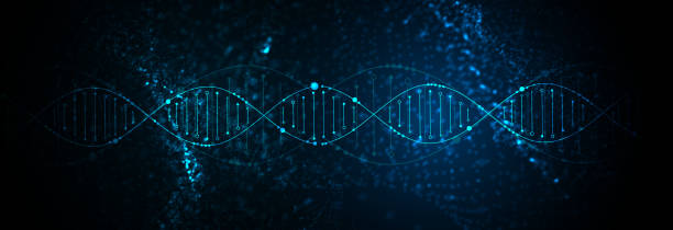 ilustrações, clipart, desenhos animados e ícones de modelo científico, fundo abstrato com moléculas de dna 3d. ilustração do vetor. - dna backgrounds healthcare and medicine magnification