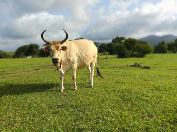istock White cow with long horns grazing in the grass 1187655116