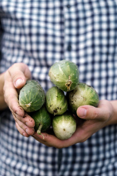 istock a young man in a plaid shirt holds cucumbers in his hands. 1187655410