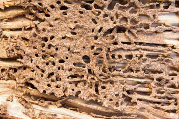 Close up termites nest background. Termites with termites nest and wood texture Close up termites nest background. Termites with termites nest and wood texture termite stock pictures, royalty-free photos & images