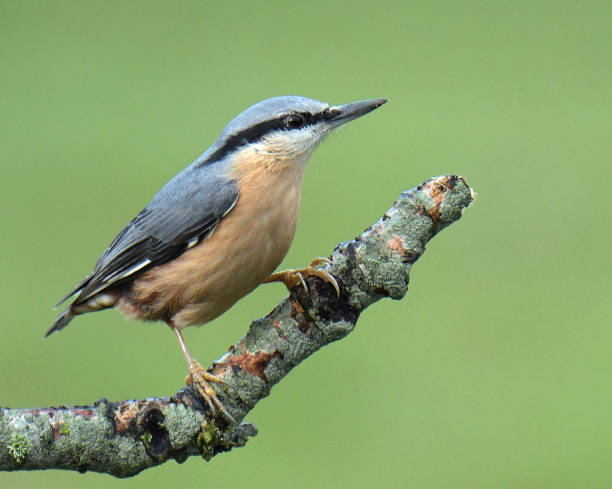 Birds perching Nuthatch, Blue Tit,Marsh Tit, Coal Tit and Great Tit perching parus palustris stock pictures, royalty-free photos & images