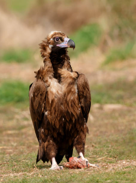 istock The majestic black vulture 1187657593