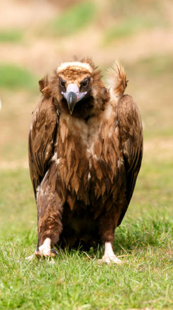 istock The majestic black vulture 1187658118