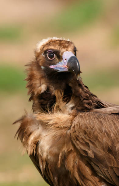 istock The majestic black vulture 1187658137