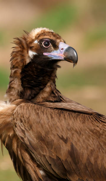 istock The majestic black vulture 1187658138