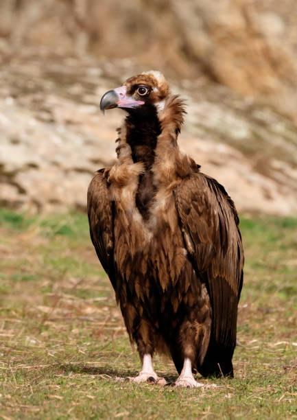 istock The majestic black vulture 1187658146