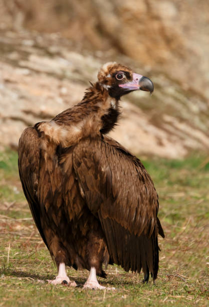 istock The majestic black vulture 1187658151