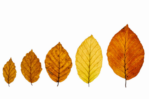 Beech leaves (Fagus) in autumn colors with copy space on white