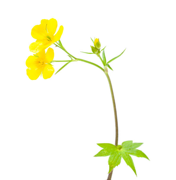 istock flora of Gran Canaria - Ranunculus cortusifolius 1187658423